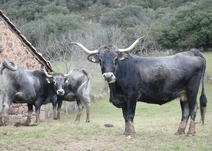 El Molino De 컨트리하우스 *